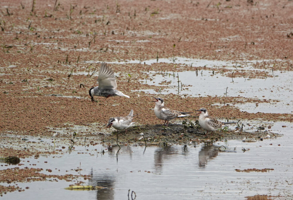 Witwangsterns in Kropswolderbuitenpolder