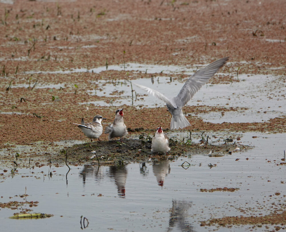 Witwangsterns in Kropswolderbuitenpolder