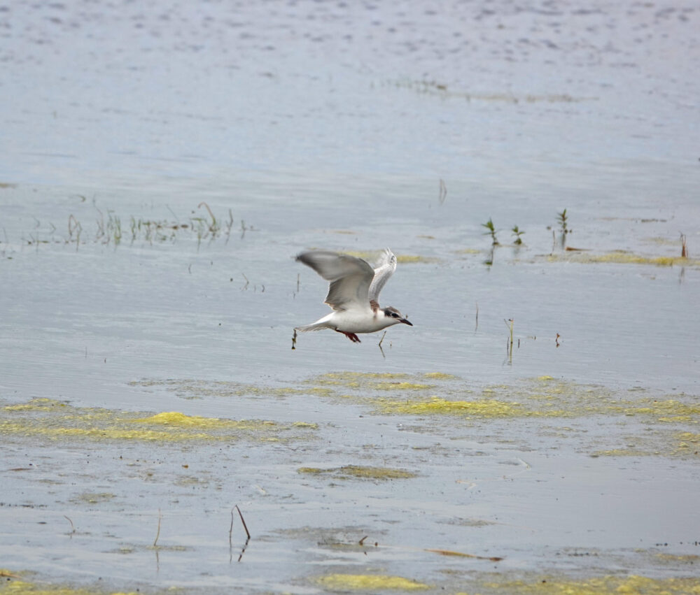 Witwangsterns in Kropswolderbuitenpolder