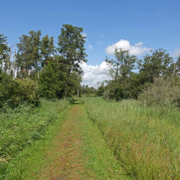 Woldlakebos