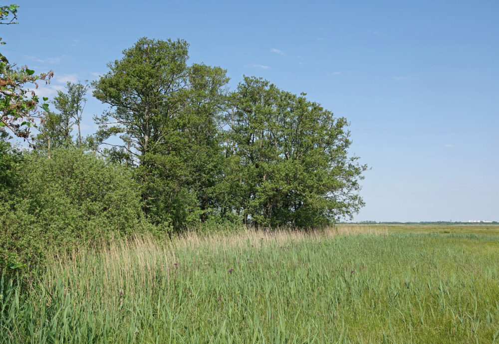 Wolfskampen (Weeringsbroeken)
