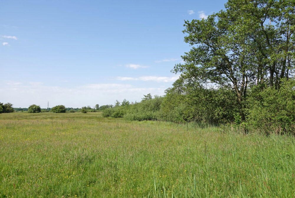 Wolfskampen (Weeringsbroeken)