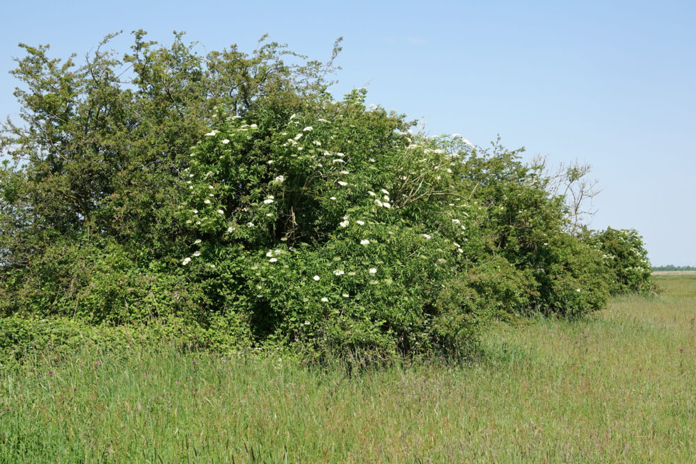 Wolfskampen (Weeringsbroeken)