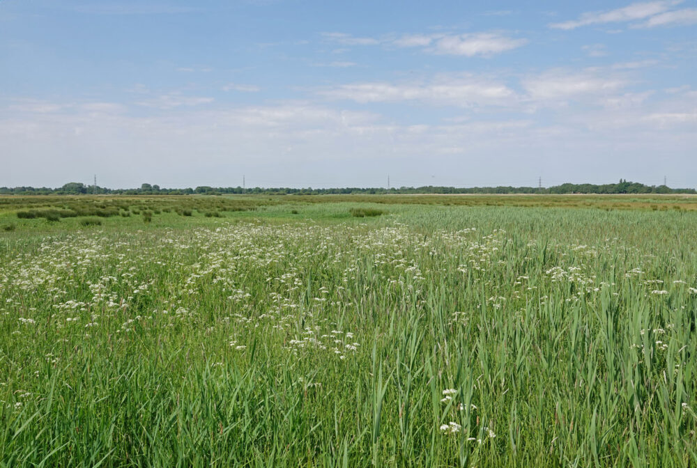 Wolfskampen (Weeringsbroeken)