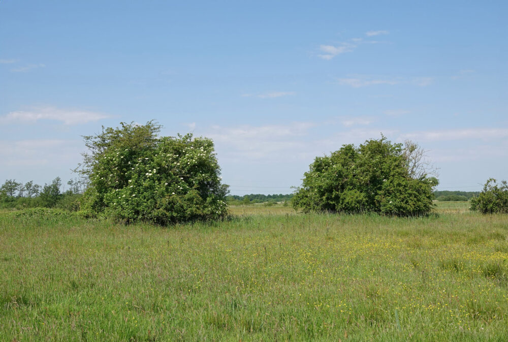 Wolfskampen (Weeringsbroeken)