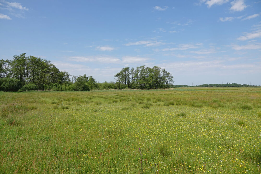 Wolfskampen (Weeringsbroeken)