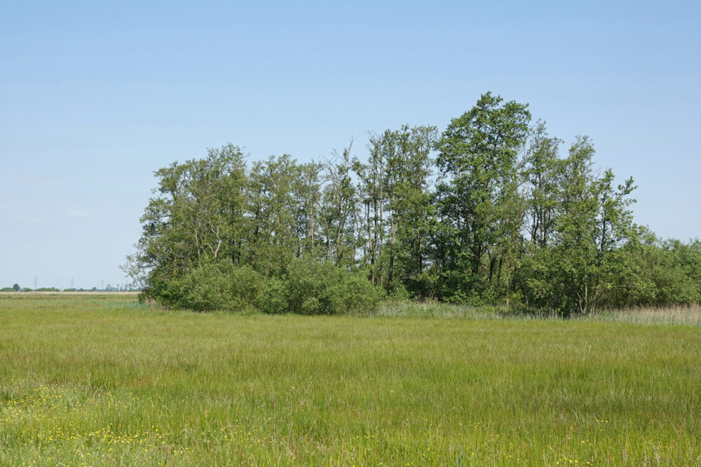 Wolfskampen (Weeringsbroeken)
