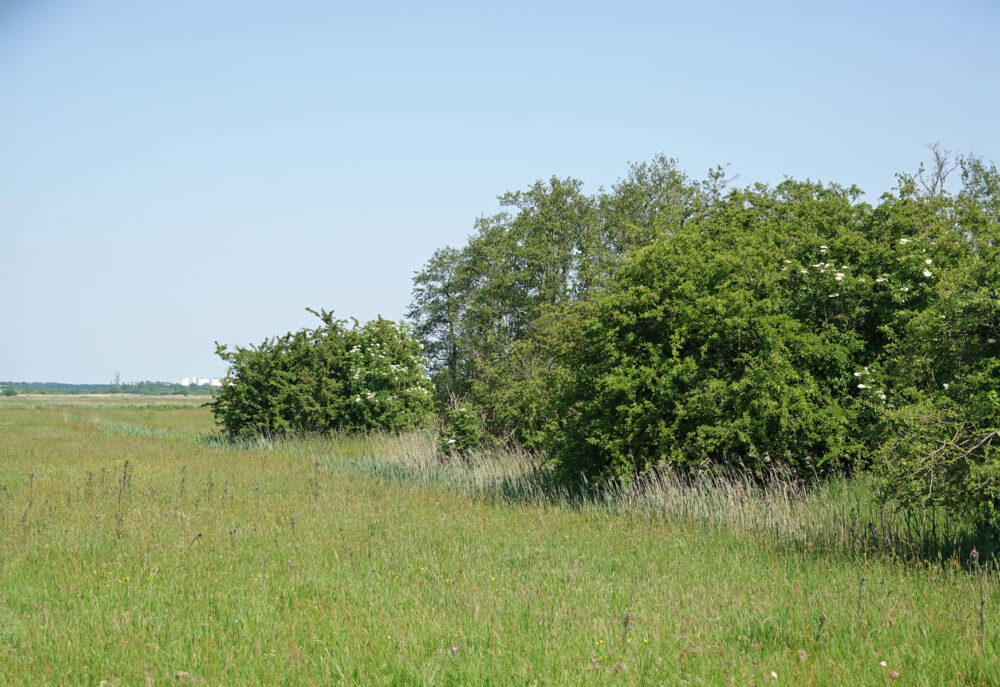 Wolfskampen (Weeringsbroeken)
