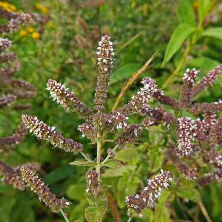 Wollige munt
