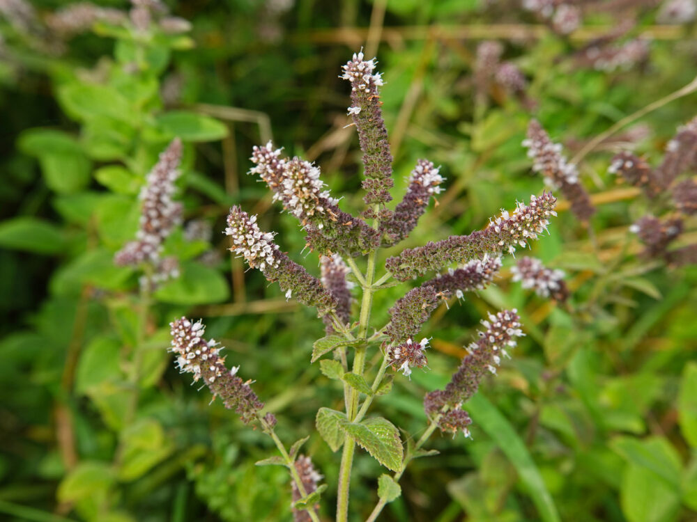 Wollige munt