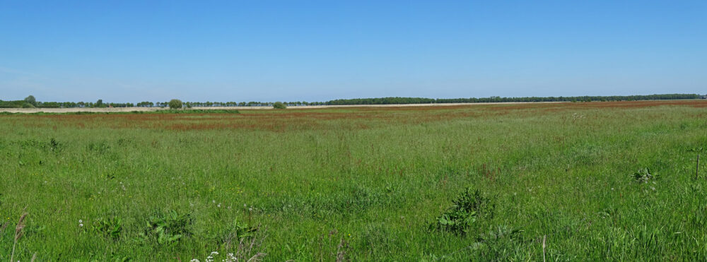 Woudbloem
