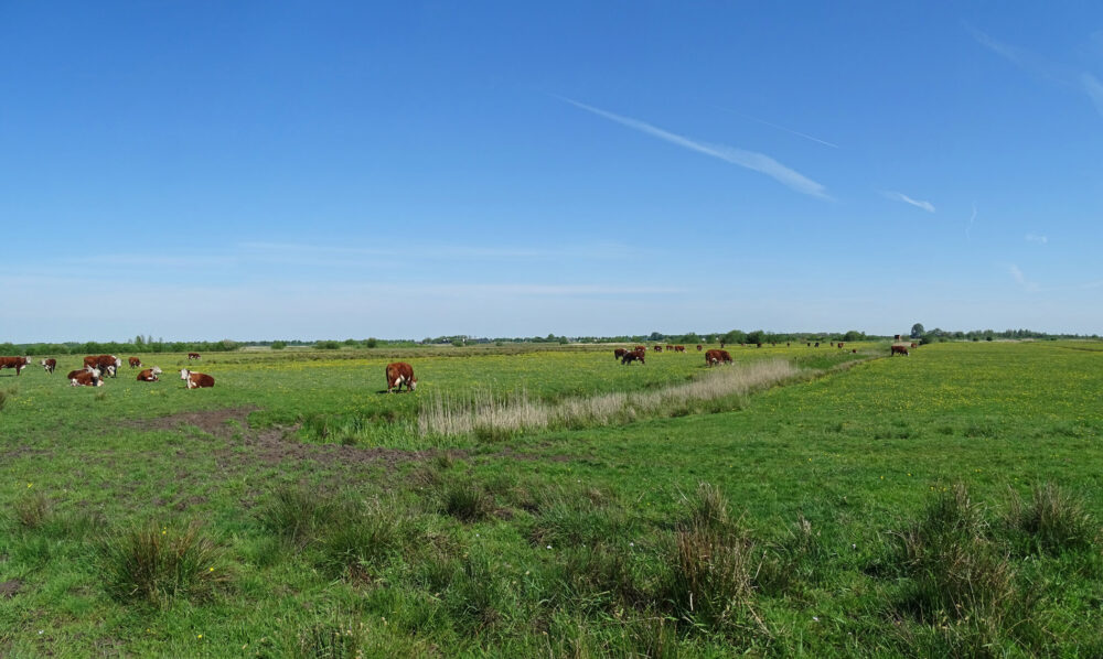 Woudbloem (&#039;t Roegwold)