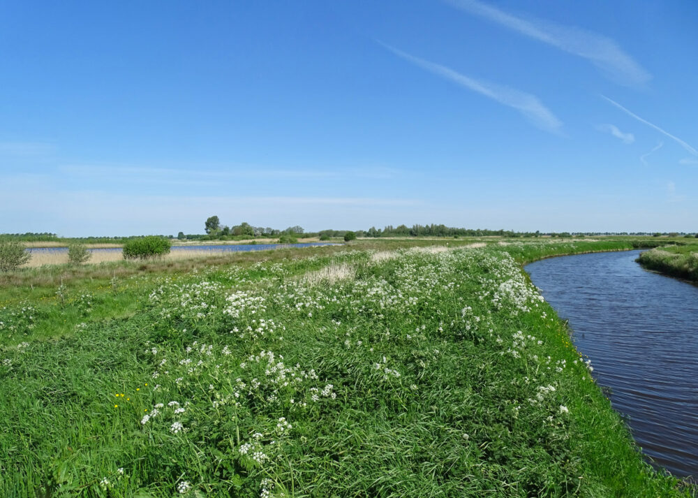 Woudbloem (&#039;t Roegwold)