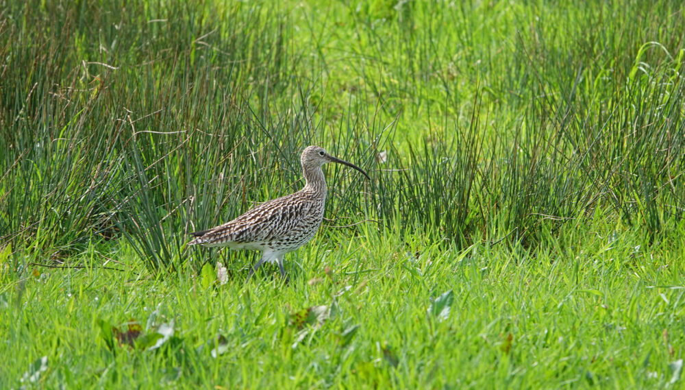 Wulp in de Broekenweering