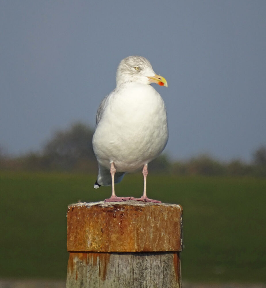 ZIlvermeeuw