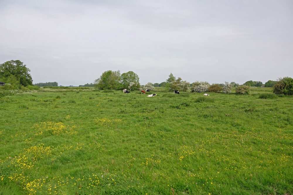 Zalkerwaard