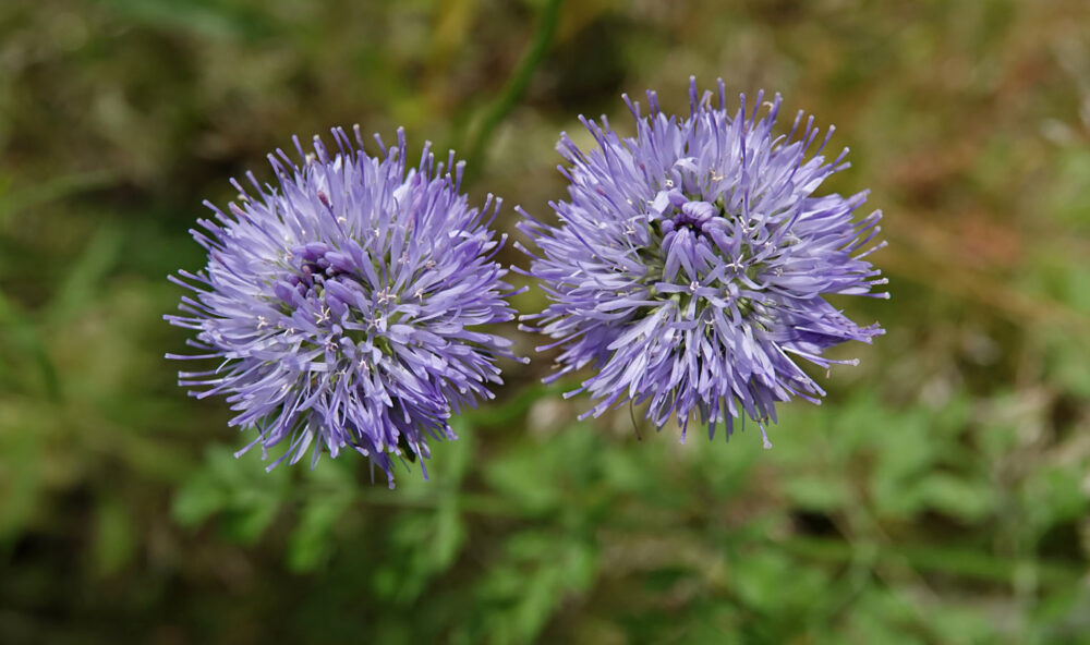 Zandblauwtje