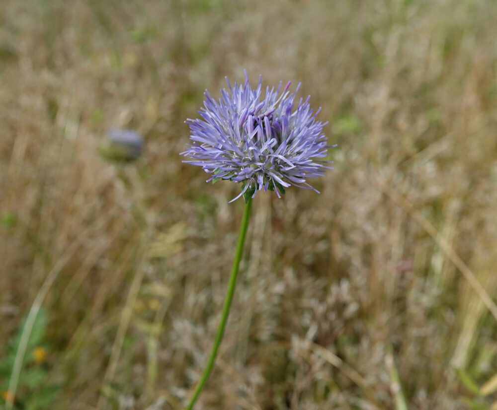 Zandblauwtje