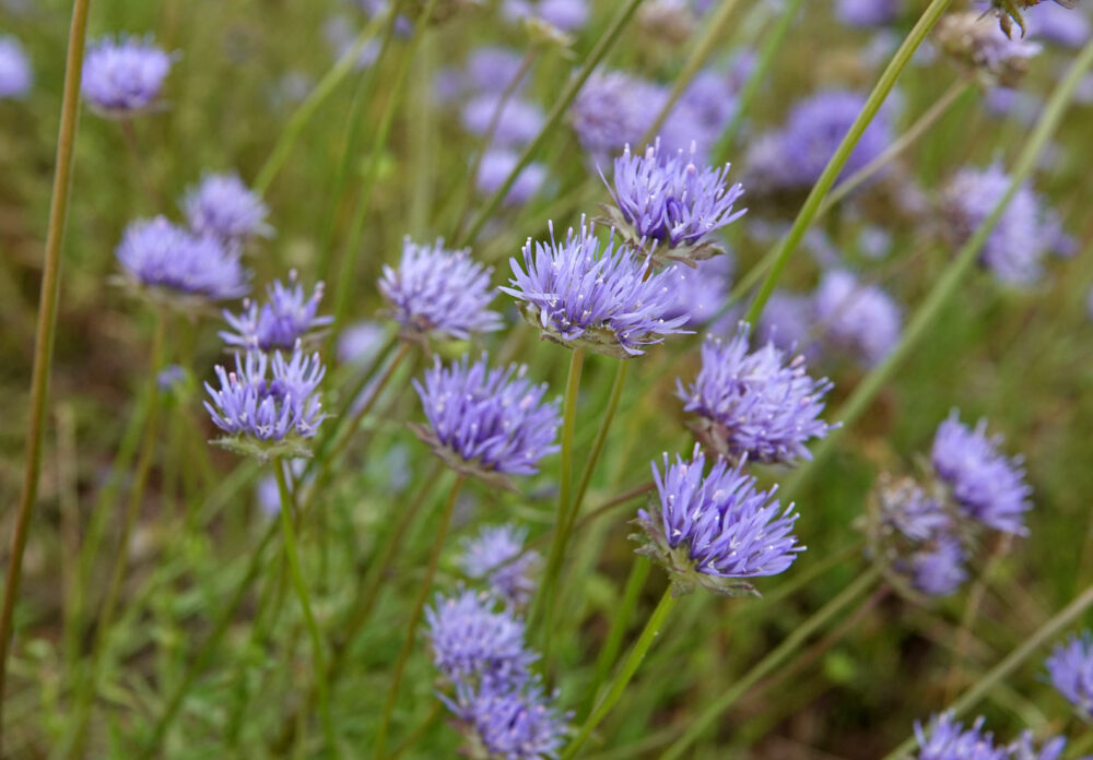 Zandblauwtje