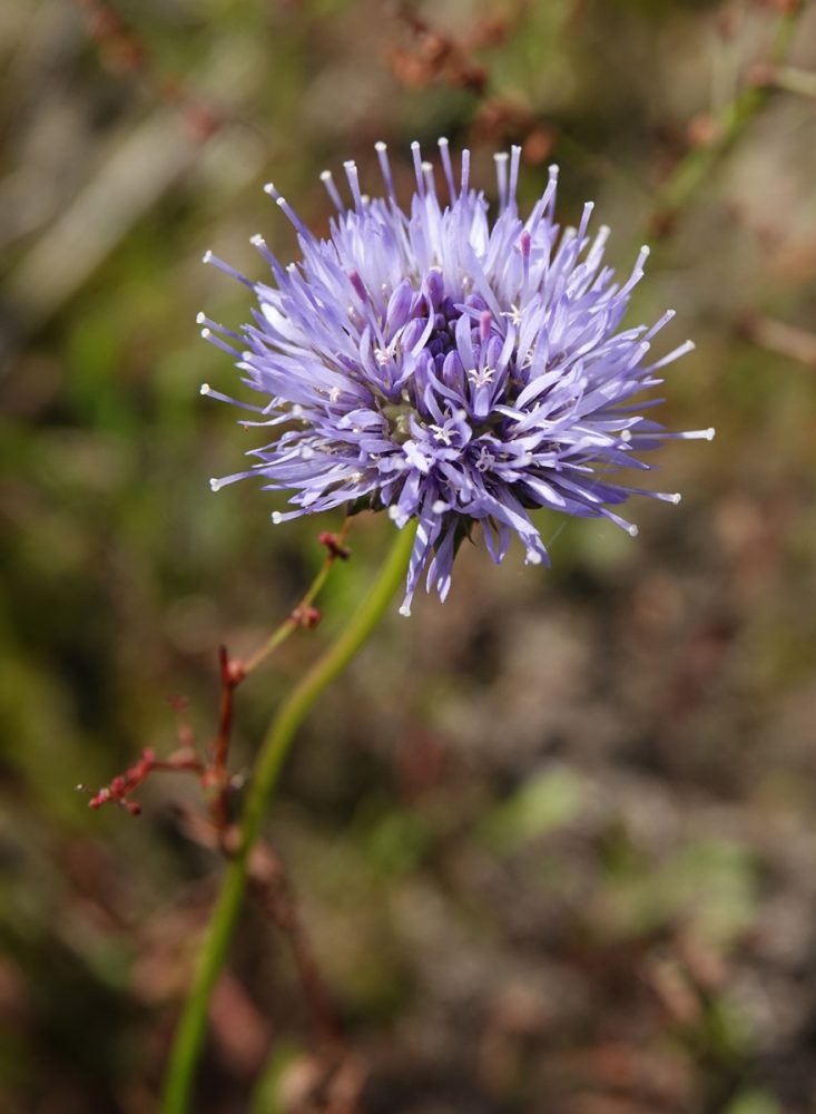 Zandblauwtje (Eeldermade in de Onlanden)