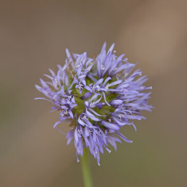 Zandblauwtje