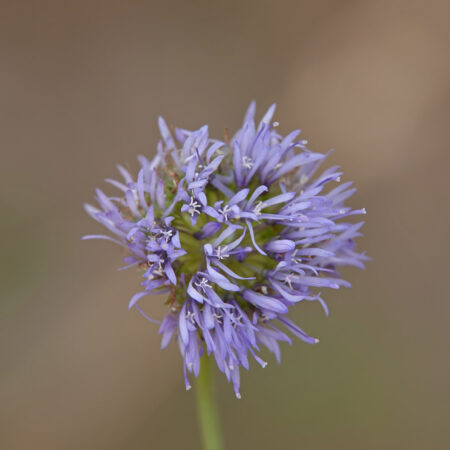 Zandblauwtje