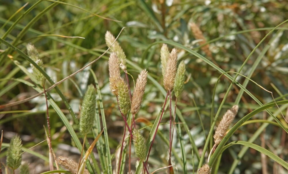 Zanddoddegras