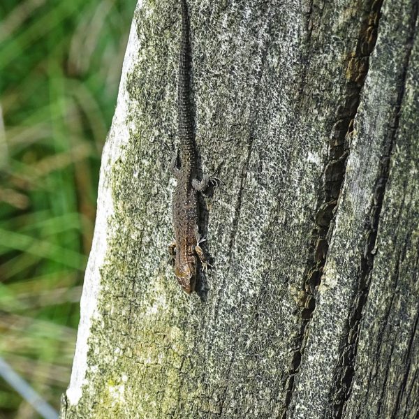 Zandhagedis (heideveld Mensingebos)