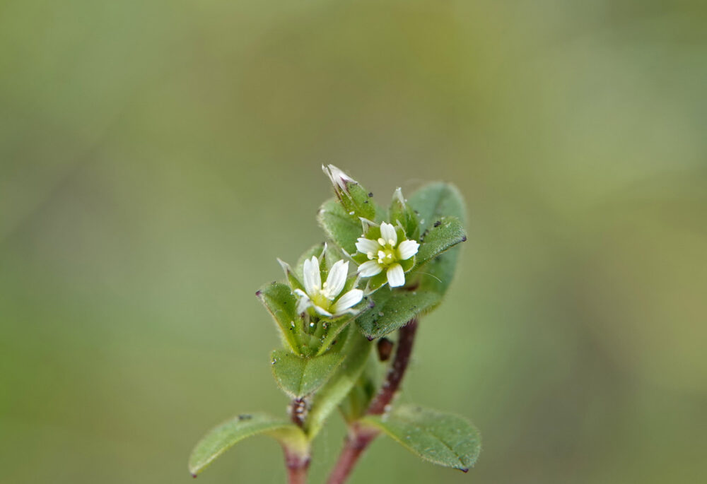 Zandhoornbloem
