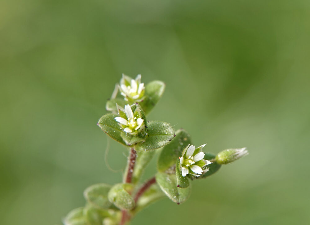 Zandhoornbloem