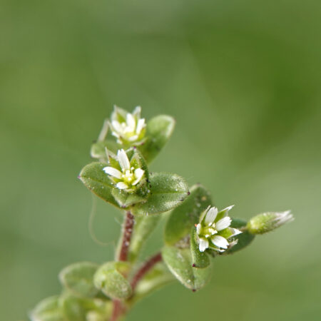 Zandhoornbloem