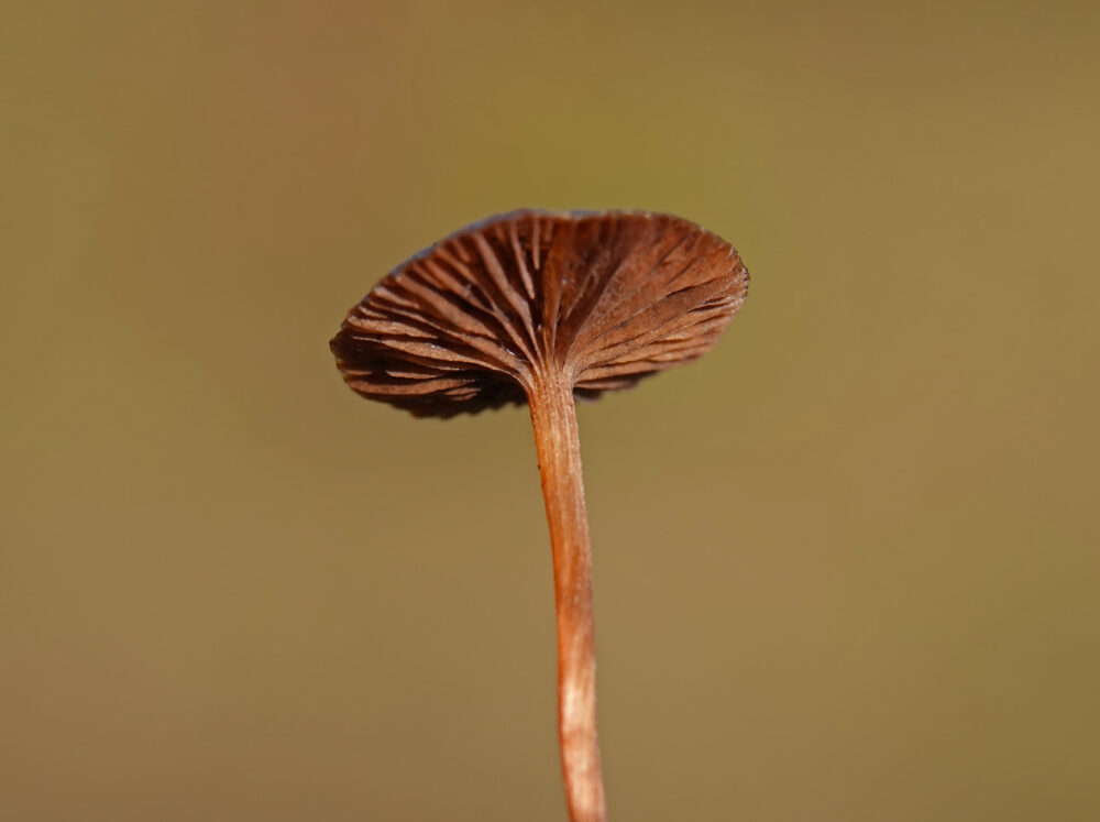 Zandkaalkopje