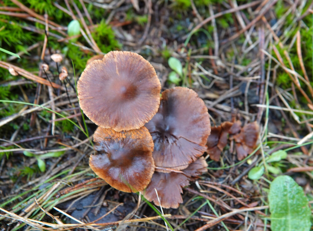 Zandpadgordijnzwam