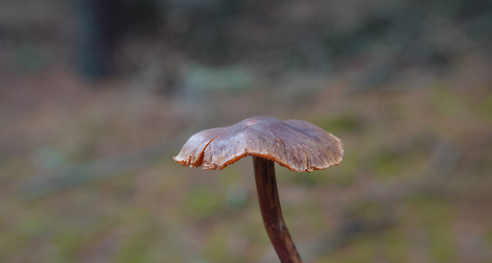 Zandpadgordijnzwam