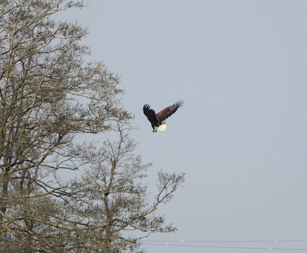 Zeearend (Onnerpolder)