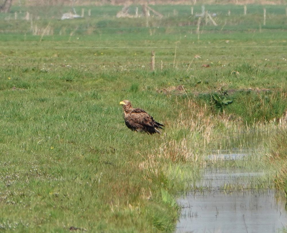 Zeearend (Onnerpolder)