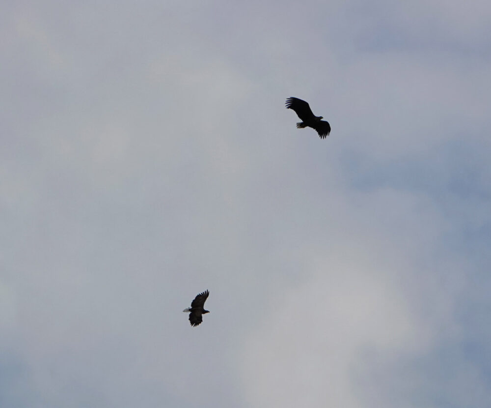 Zeearenden boven Broekenweering