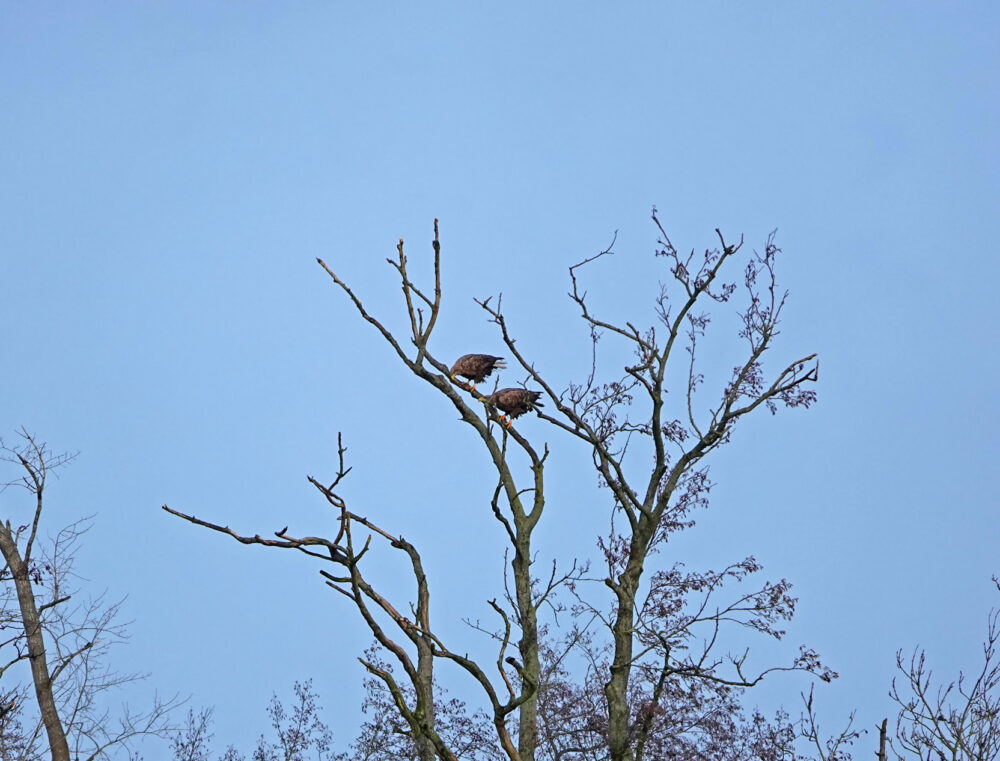 Zeearenden in boom (Friesche Veen)