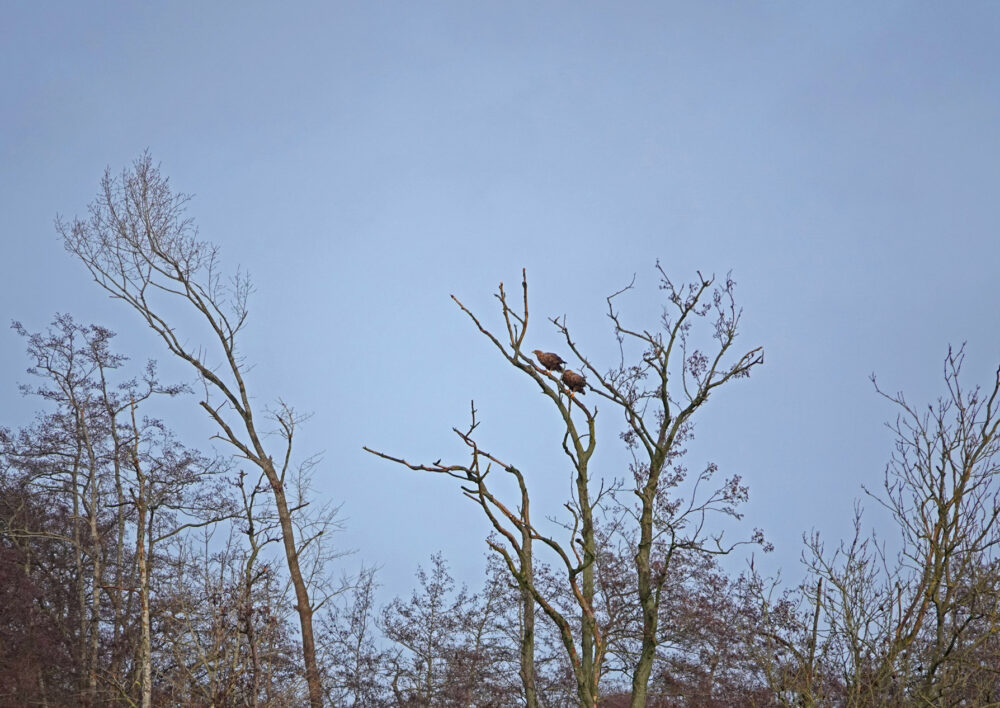 Zeearenden in het Friese veen
