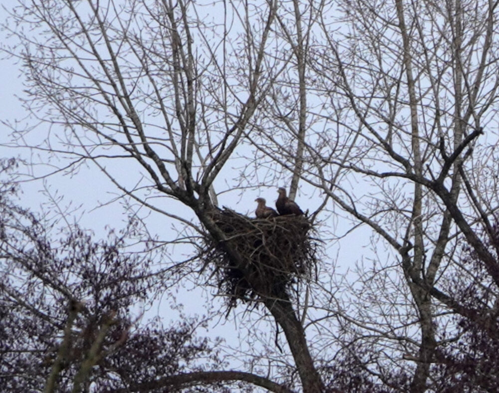 Zeearendnest in het Friese veen
