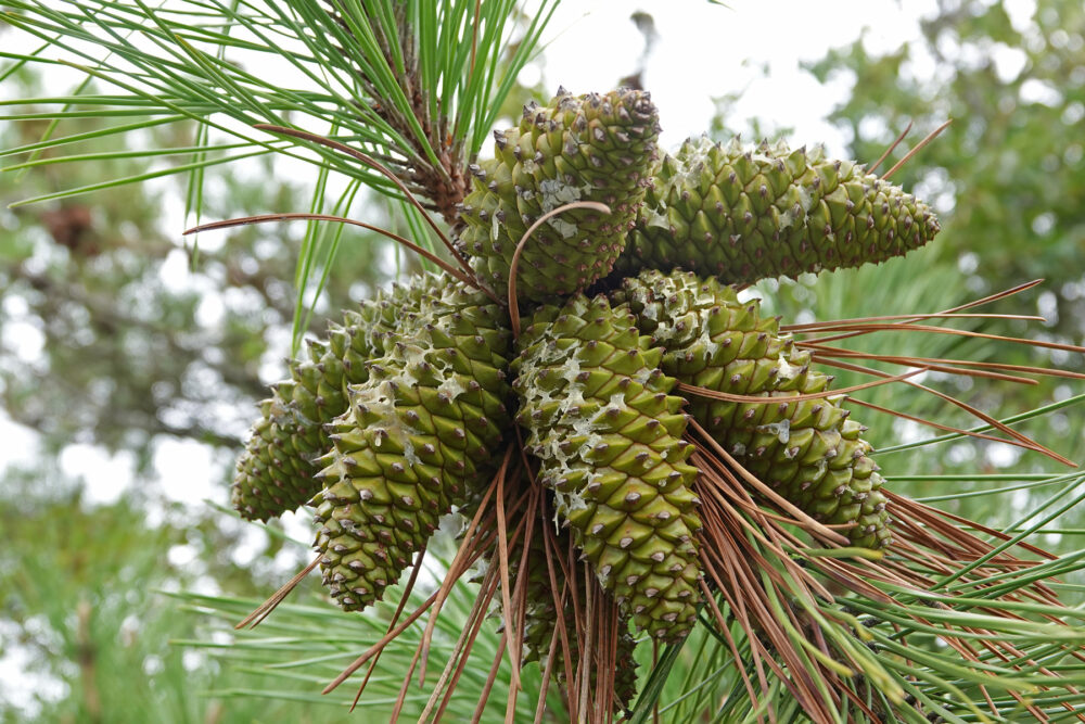 Zeeden in de Schoorlse Duinen