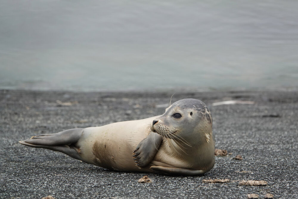 Zeehond (Waddenzee bij Lauwersmeer)