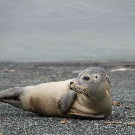 Zeehond (Waddenzee bij Lauwersmeer)
