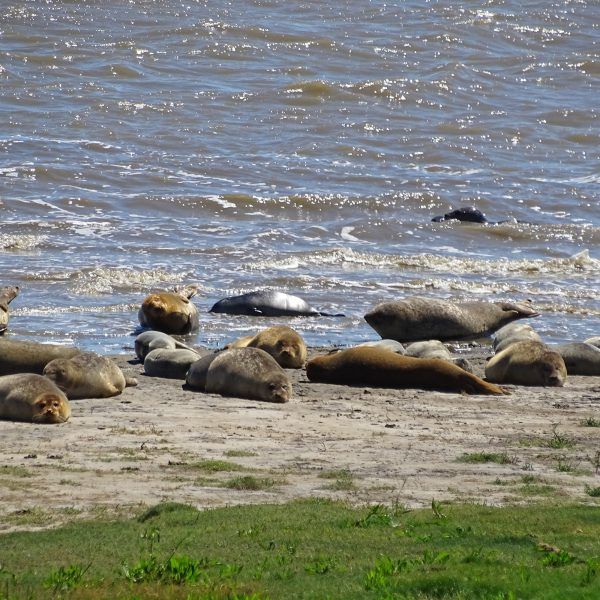 Zeehonden Dollard