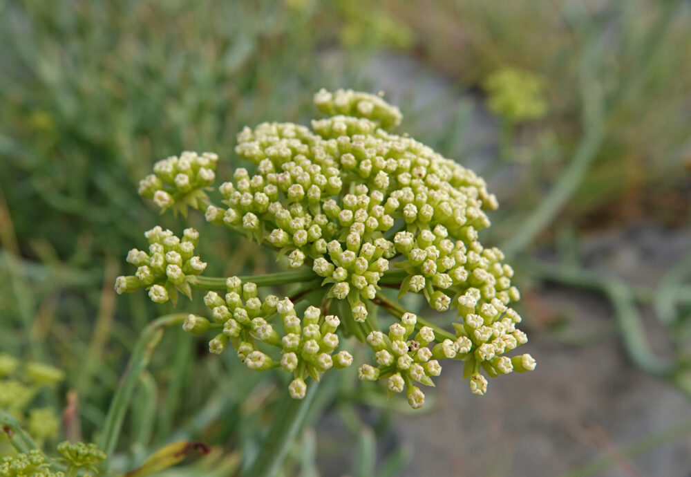 Zeevenkel