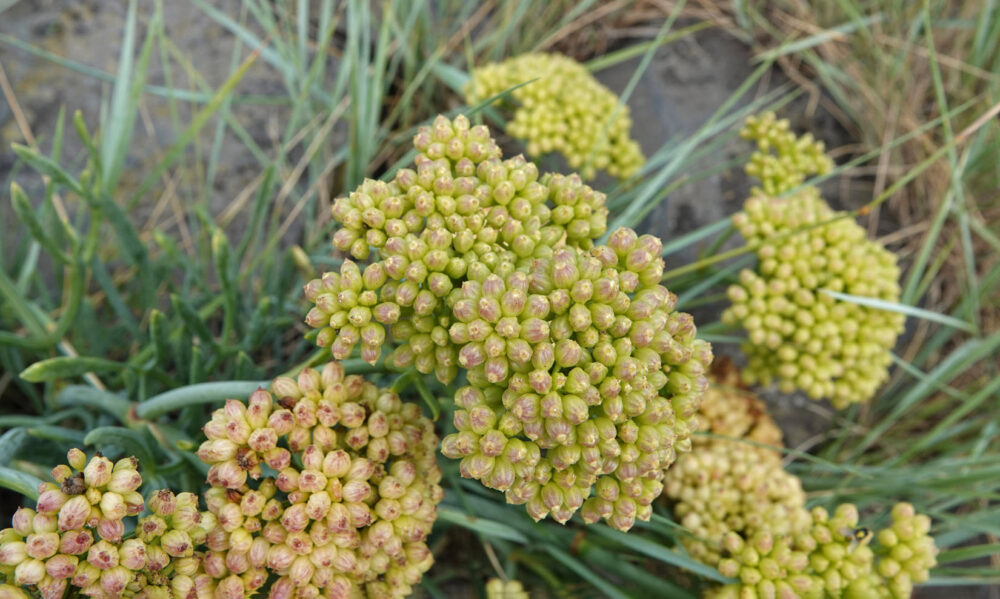 Zeevenkel