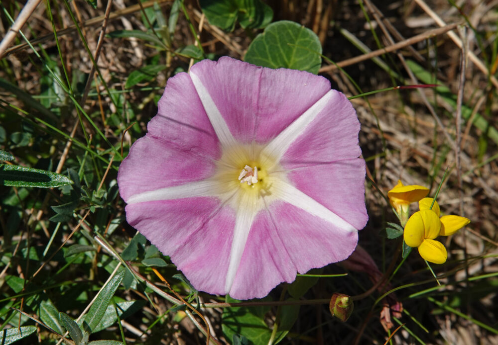 Zeewinde