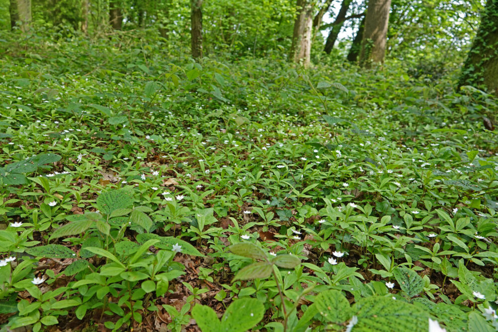 Zevenster