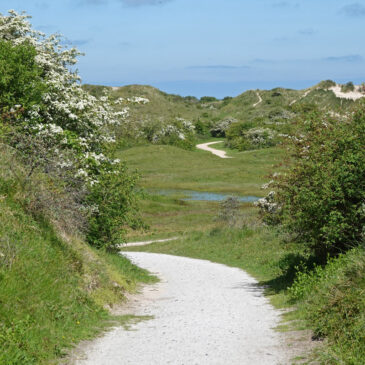 Zicht op Hertenbosvallei in de Westerduinen (Schiermonnikoog)