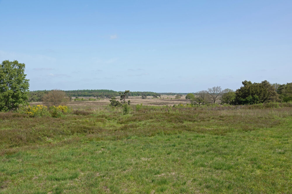 Zicht vanaf Havelterberg (Holtingerveld)